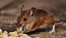 24 Hour & Emergency Exterminators in Cynthiana, IN